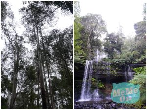 費爾德山國家公園（Mount Field National Park）