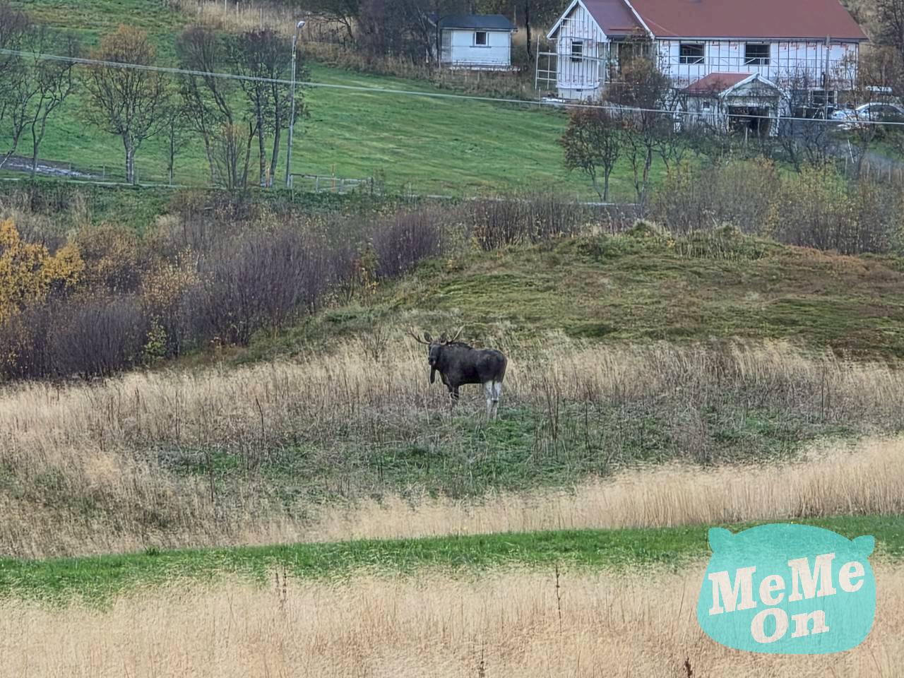 【羅弗敦群島自由行】南端盡頭巡禮:Reine 雷訥絕美全景、黃色漁屋 Sakrisøy 與世界最短地名「Å」(奧鎮) 8 挪威羅弗敦